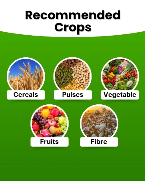 Katyayani NPK 19:19:19 Water Soluble Fertilizer – Balanced Nutrition for Fast Crop Growth - Image 3