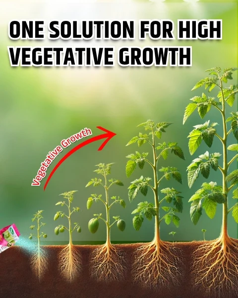 Katyayani NPK 19:19:19 Water Soluble Fertilizer – Balanced Nutrition for Fast Crop Growth - Image 5