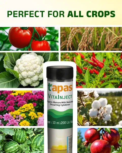 TAPAS Vita Inject Plant Growth Regulator - Fruit & Flowering Booster for All Crops (IPM Suitable) - Image 4